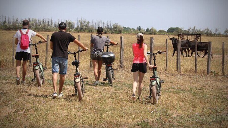Ebike Tour in Camargue