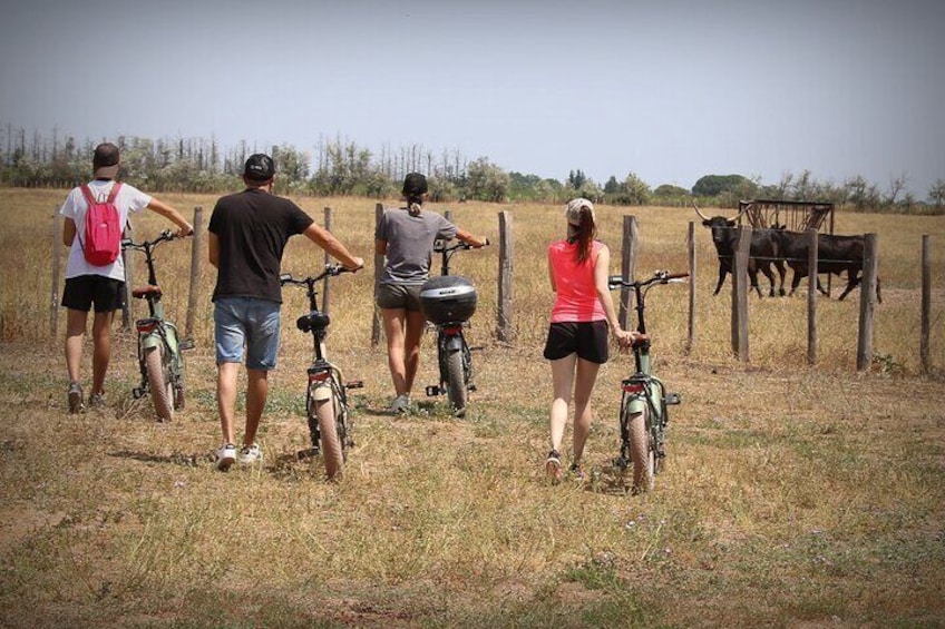 Ebike Tour in Camargue