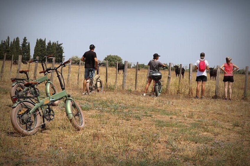 Ebike Tour in Camargue