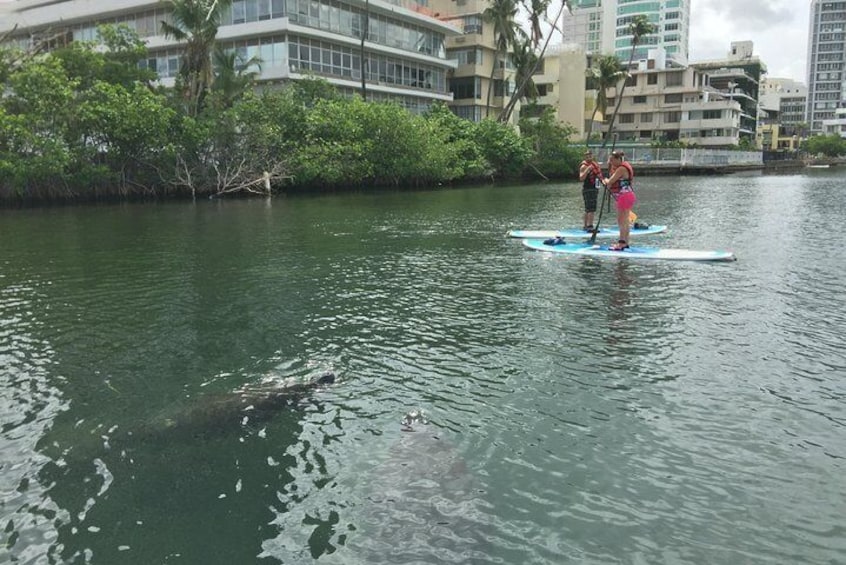 San Juan | Paddleboard | Kayak | Snorkeling | Guided Tours