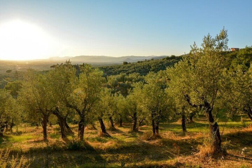  Homemade Dinner and Oil Tasting Tour in a Tuscan Farm