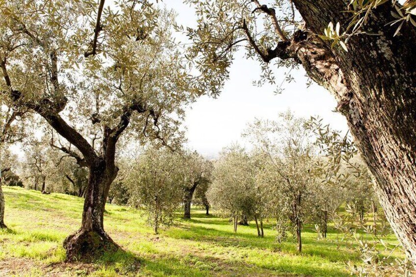 Homemade Dinner and Oil Tasting Tour in a Tuscan Farm
