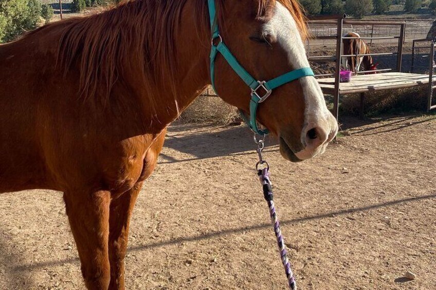 Grand Canyon Horseback Tour