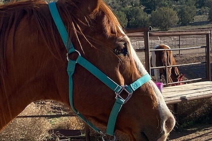 Grand Canyon Horseback Tour