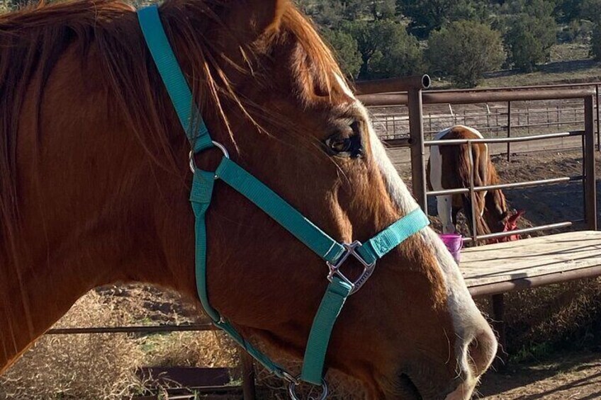 Grand Canyon Horseback Tour