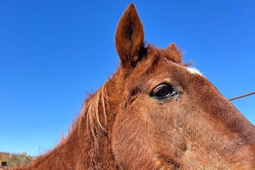 Grand Canyon Horseback Tour