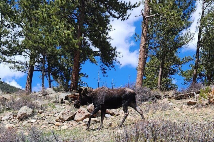 4WD Panoramic Peak Photo Tour in Estes Park