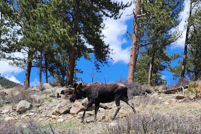 4WD Panoramic Peak Photo Tour in Estes Park