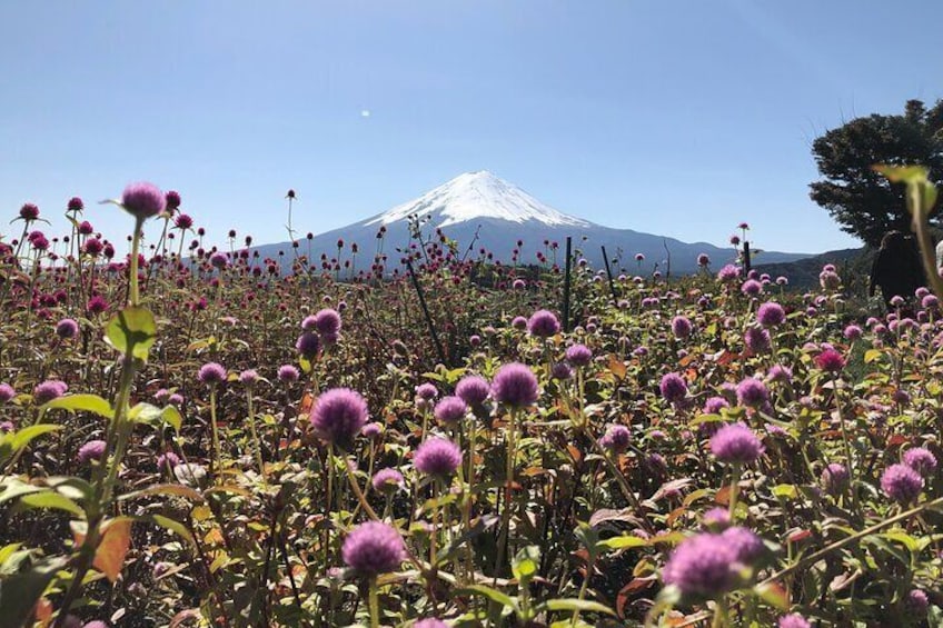 Mt. Fuji Full Day Sightseeing Tour from Tokyo