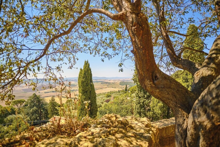 Val d'Orcia Full Day Tour with Wine Tasting from Florence