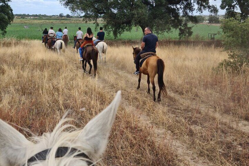 Passeio pelo campo