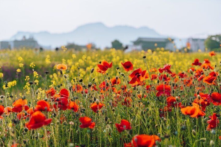 Private Instagram Tour of Seoul with Professional Photographer