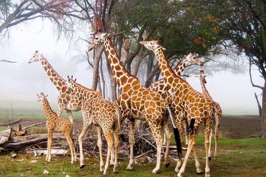 Nairobi Guided Day Tour to Giraffe Center