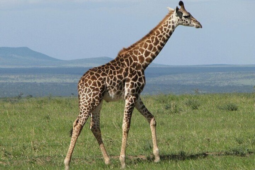 Nairobi Guided Day Tour to Giraffe Center