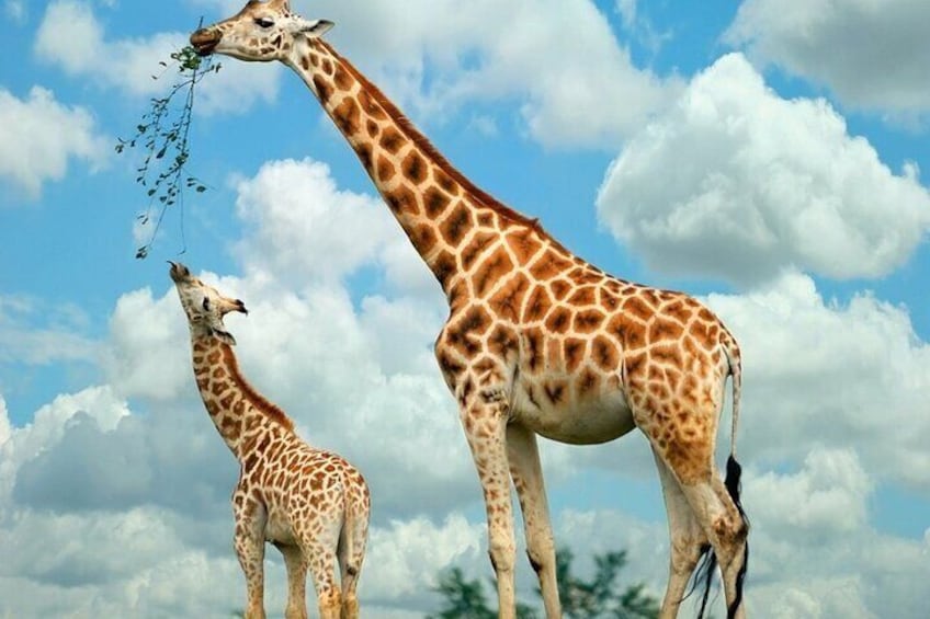 Nairobi Guided Day Tour to Giraffe Center