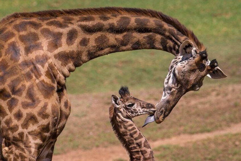 Nairobi Guided Day Tour to Giraffe Center