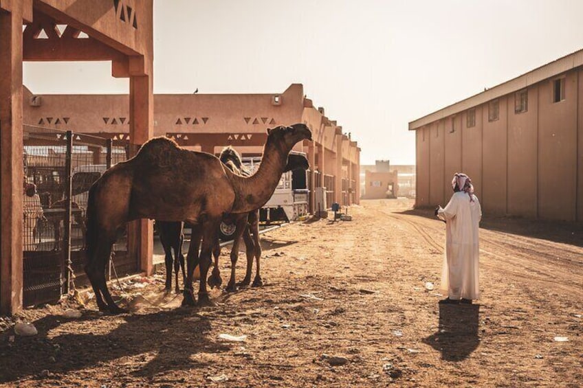 Mina Zayed Walking Tour in Abu Dhabi
