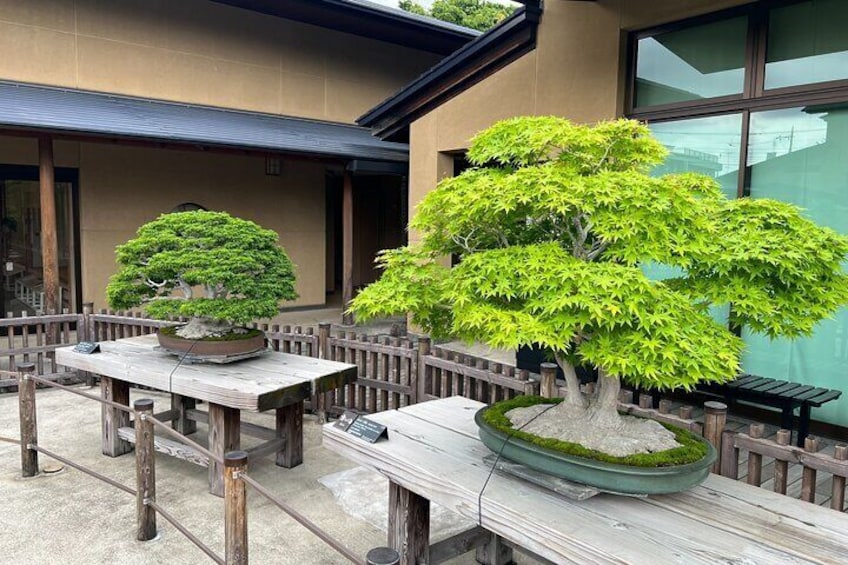 Private Omiya Bonsai Village Tour with Licensed Guide 