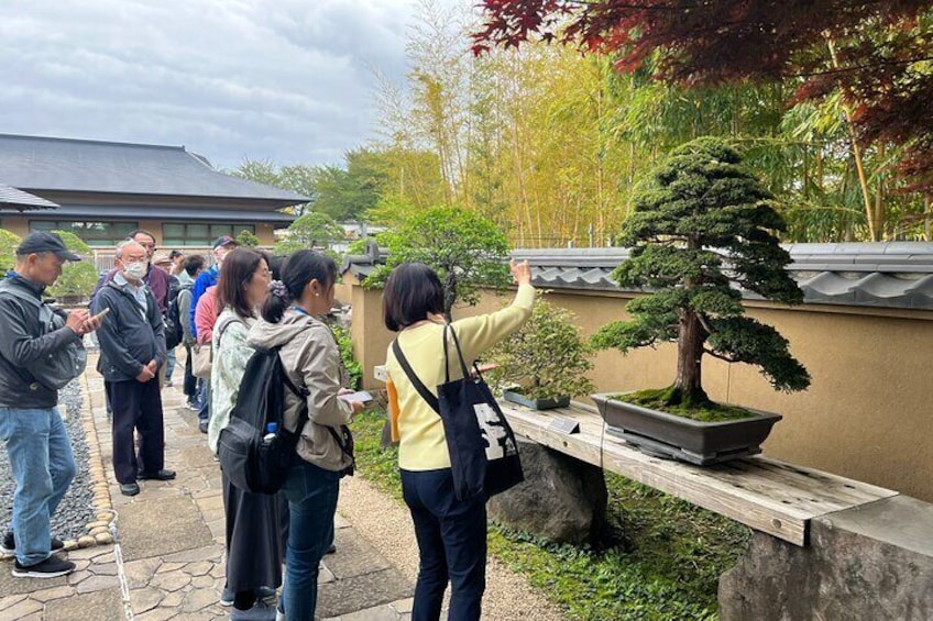 Private Omiya Bonsai Village Tour with Licensed Guide 