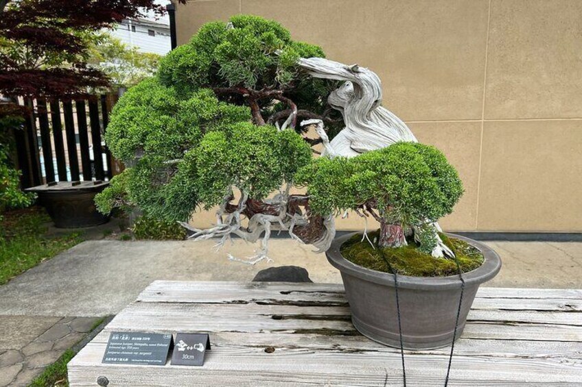 Private Omiya Bonsai Village Tour with Licensed Guide 