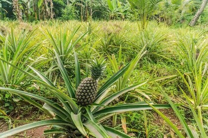 Zanzibar: Walking Spice Tour with Guide