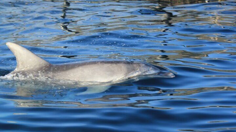 Capo Figari: Dolphin sighting from Olbia