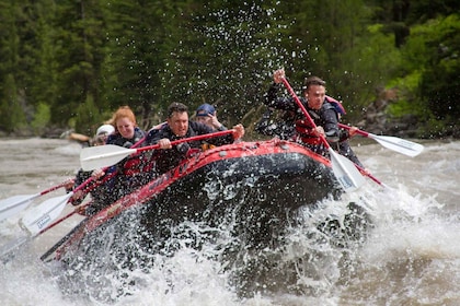 Jackson: Snake River Klasse 2-3 Wildwasser-Rafting Abenteuer