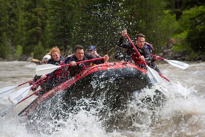 Jackson: Snake-joen luokan 2-3 koskenlaskuseikkailu (Whitewater Rafting Adv...