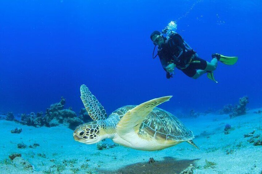 Dive & Discover - Mancora's Subaquatic World