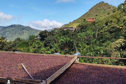 Coffee Tour & Horseback Ride around Medellín!