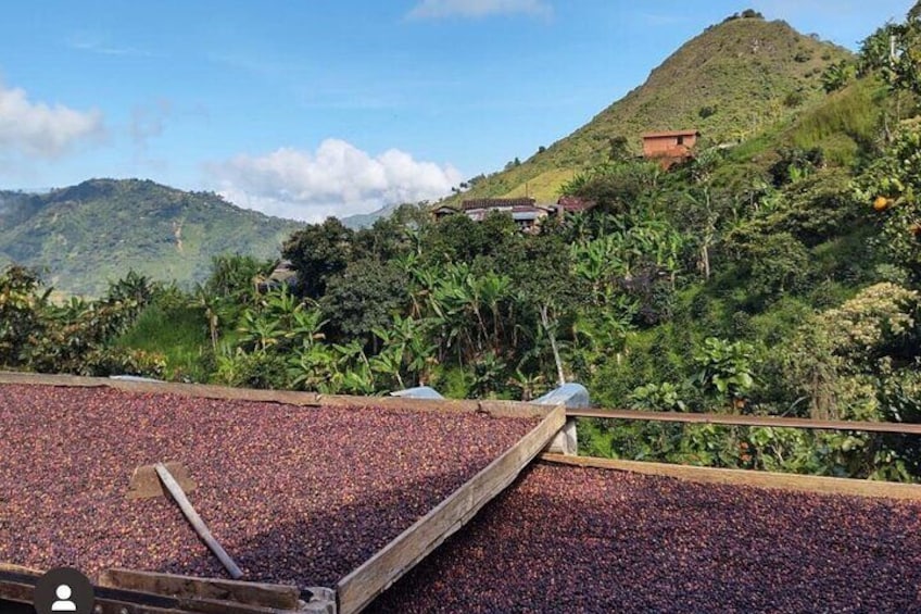 Authentic Coffee Tour and Horseback Ride Around the Farm