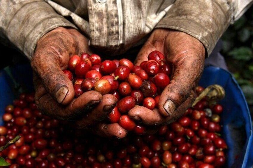 Authentic Coffee Tour and Horseback Ride Around the Farm