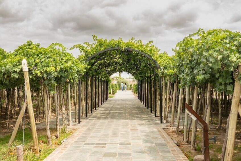  Exploring El Enemigo & Casa Vigil / Meet Mendoza´s Wine Icon 