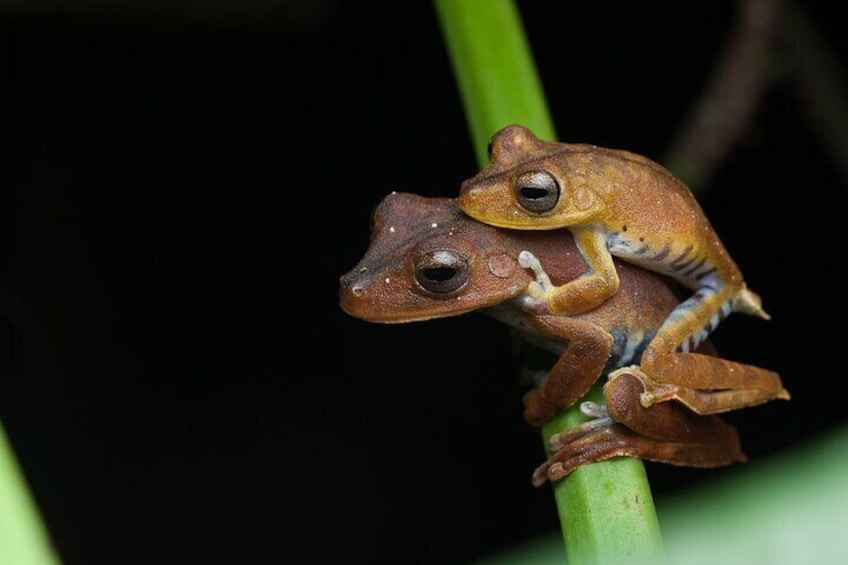 4 Days 3 Nights All Inclusive Napo Amazon Adventure at Eco Lodge