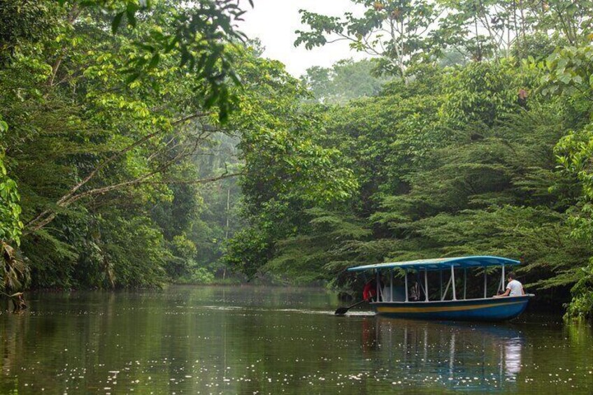 Exploring the heart of Ecuador's lush rainforest.
