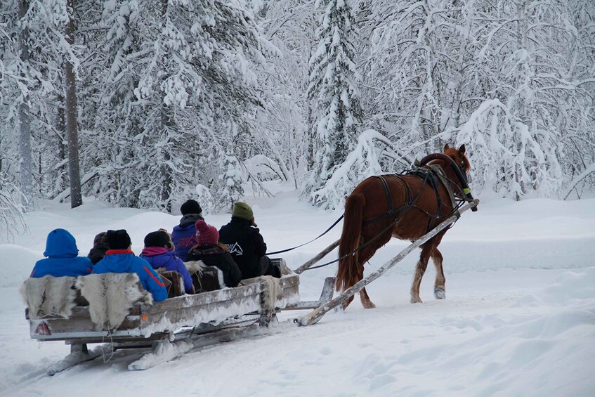 Picture 1 for Activity Levi, Polar Lights Tours: One Horse Open Sleigh Ride