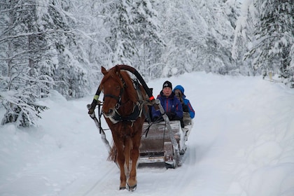 Levi, Polar Lights Tours: paseo en trineo abierto con un caballo