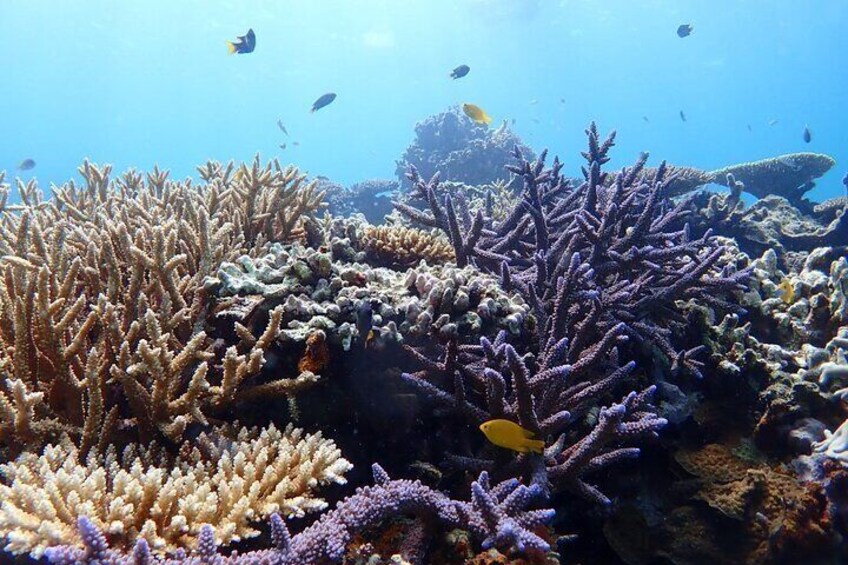 [Ishigaki] Snorkeling Tour at-Blue Cave and Phantom Island