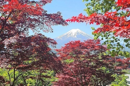 Mt. Fuji Private Tour by car with English Guide