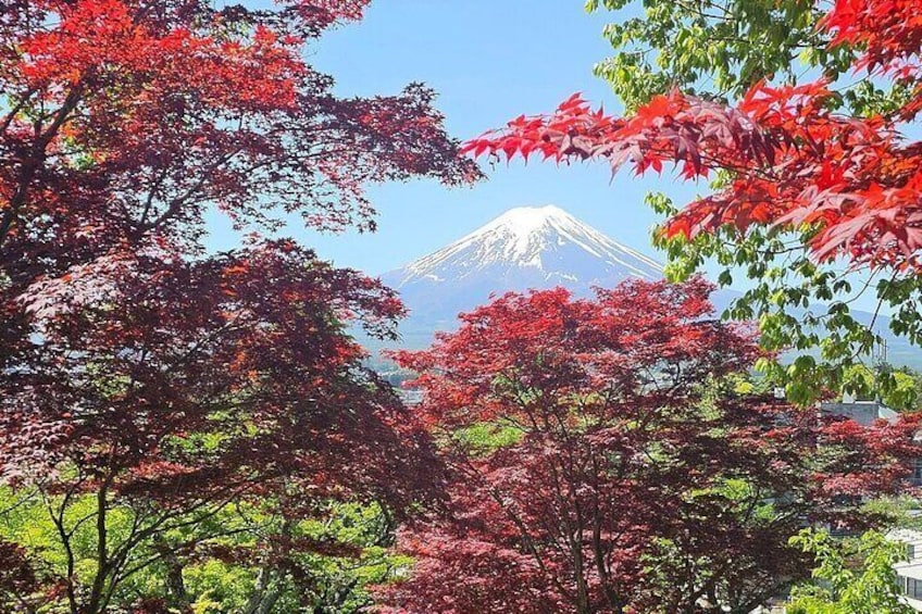 UNDER THE BEAUTIFUL FLOWERS..! Mount Fuji