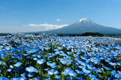 Mt. Fuji Private Tour by car with English Guide