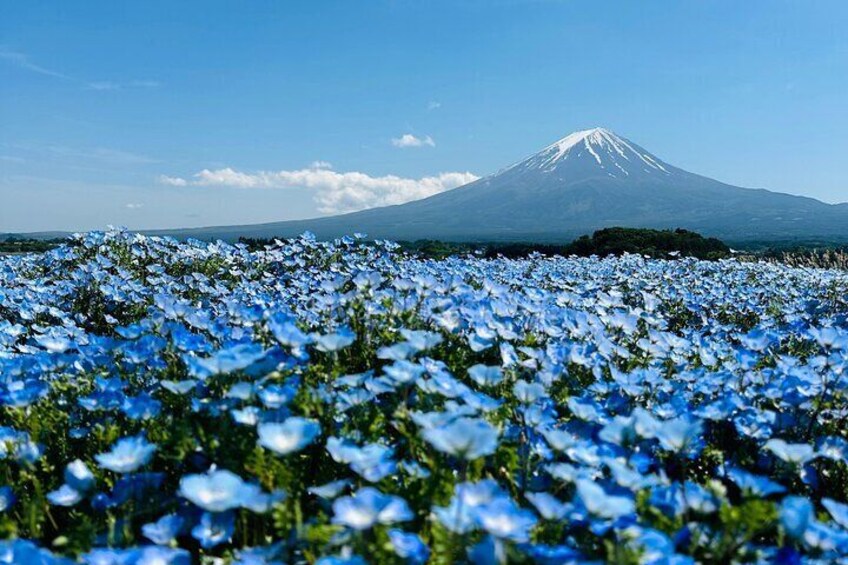 Oishi Flower Park