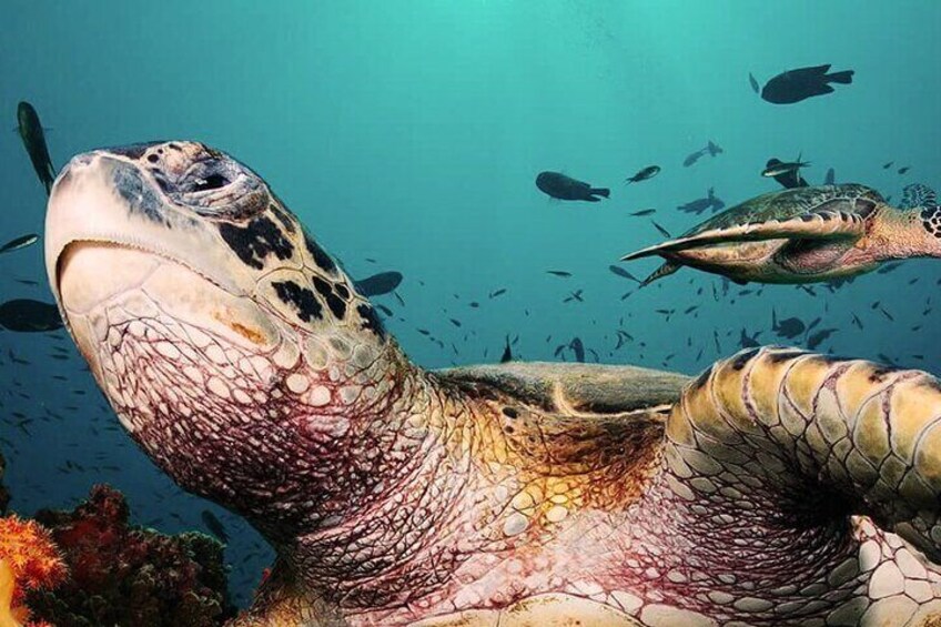 Snorkeling with turtles 