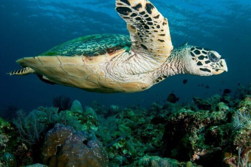 Snorkeling with turtles 