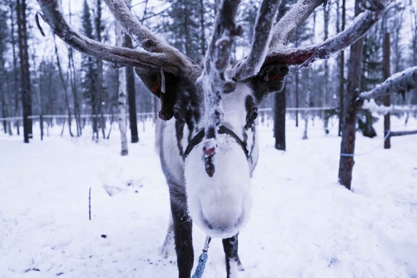 Picture 2 for Activity Levi: 3km Reindeer Sleigh Ride