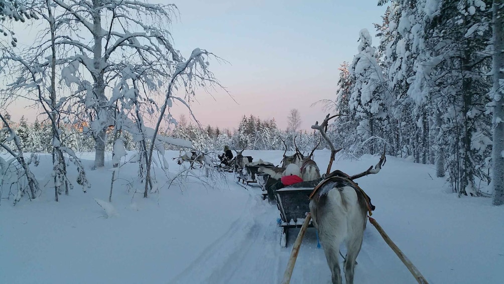 Levi: 3km Reindeer Sleigh Ride