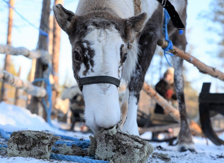 Picture 1 for Activity Levi: 3km Reindeer Sleigh Ride