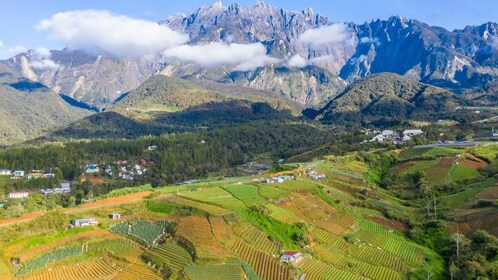 Kundasang: Day Tour with Desa Dairy Farm & Alpaca Club