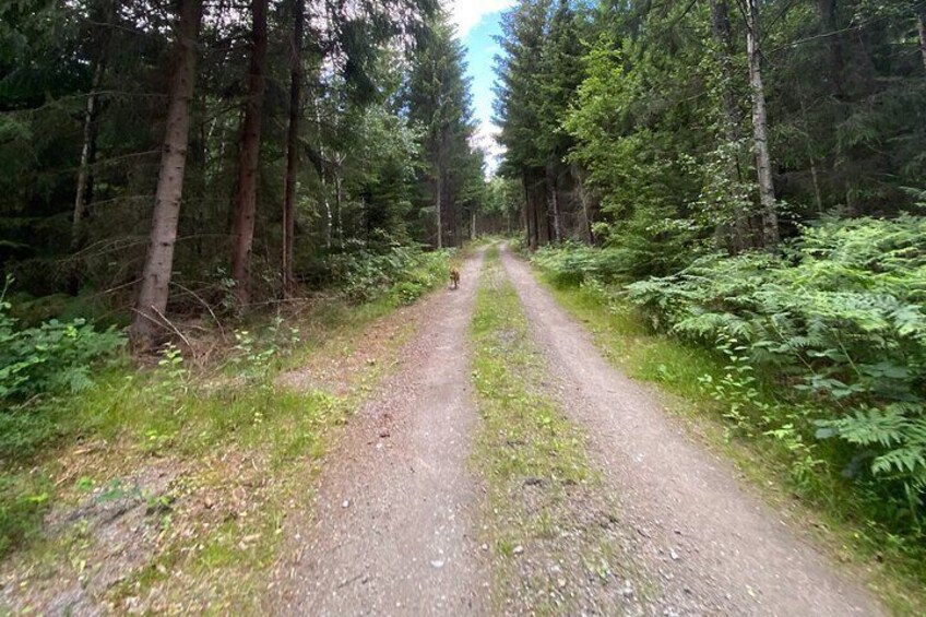 Hike with Wild Forage Surviving Tips and Local Lunch at the Lake