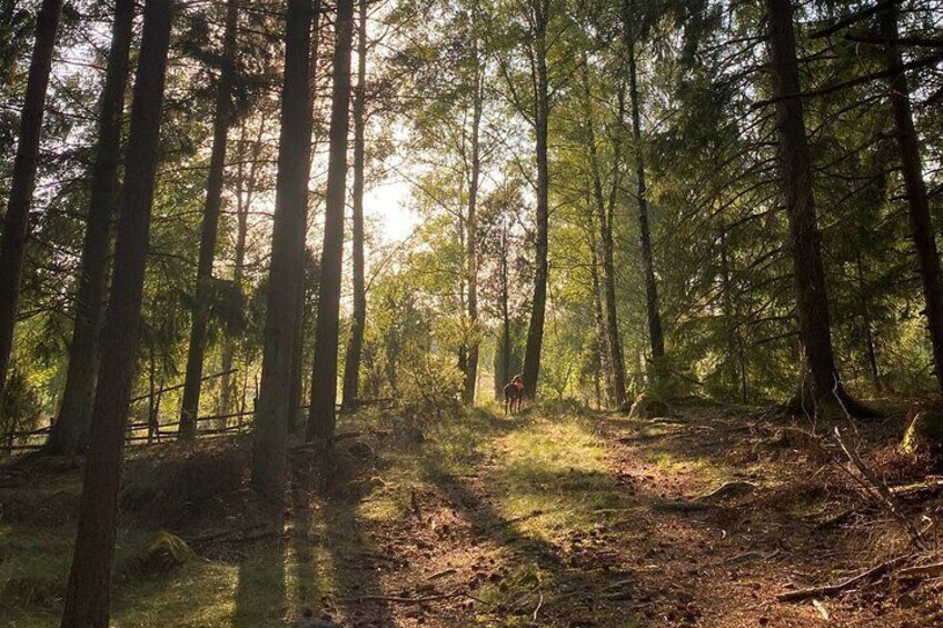 Hike with Wild Forage Surviving Tips and Local Lunch at the Lake